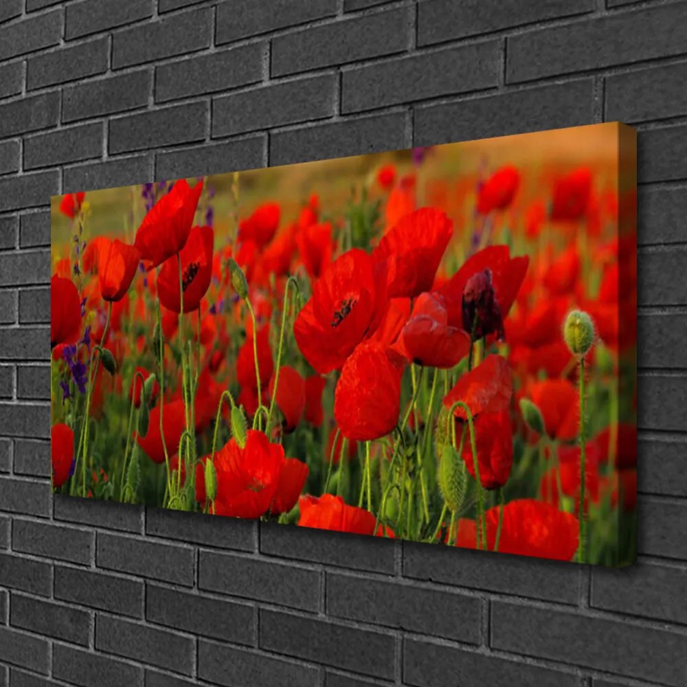 Fotoobraz na płótnie Maki w Letnim Słońcu
