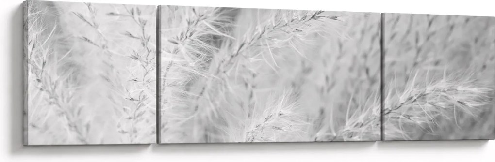Obraz - Trawa pampasowa N⁰1 (170x50 cm)