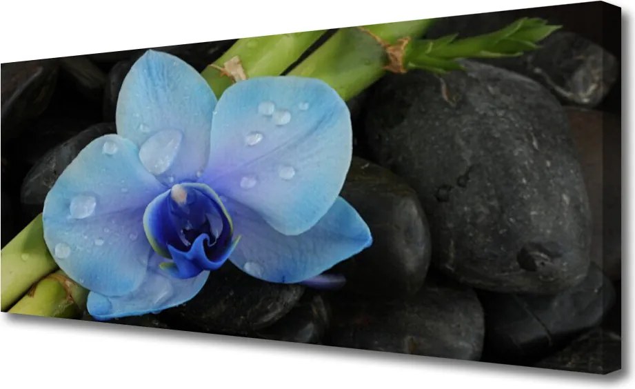 Obraz na płótnie Kwiatowa Harmonia na Kamieniach