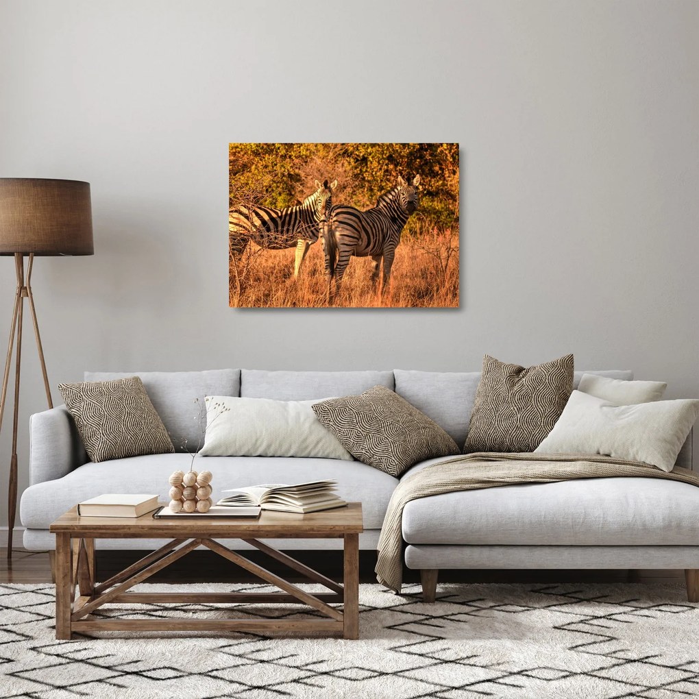 Obraz na szkle zebr (70x50 cm)