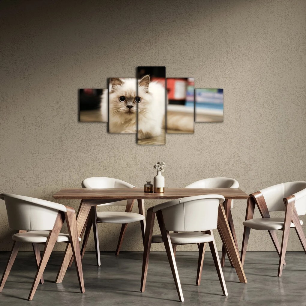 Obraz białego kota (125x70 cm)