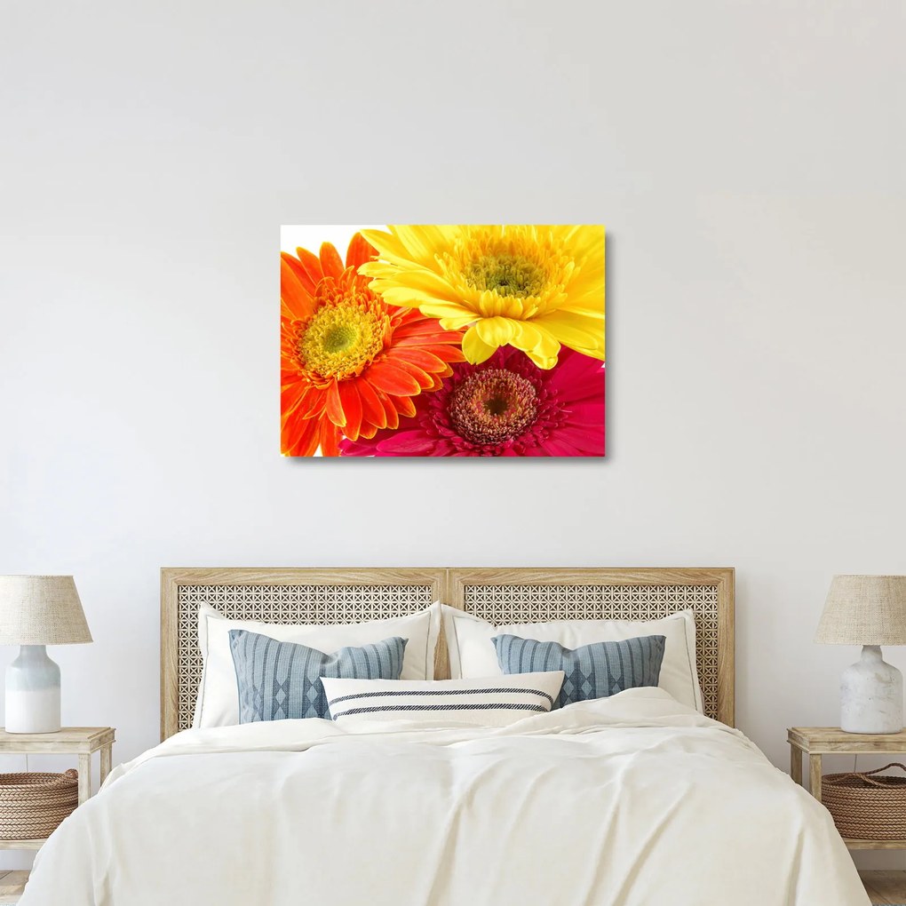 Obraz na szkle - Kwiaty Gerbery (70x50 cm)