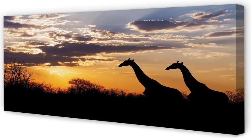 Obraz drukowany na płótnie Żyrafy, Drzewa i Chmury