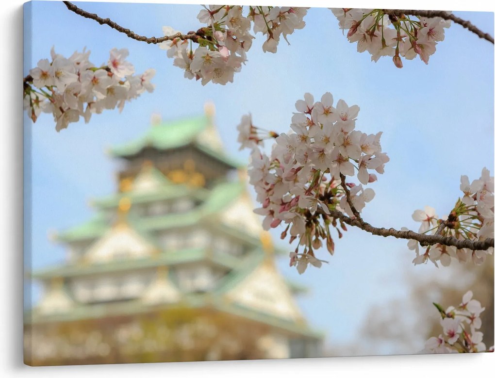 Obraz - Sakura (70x50 cm)