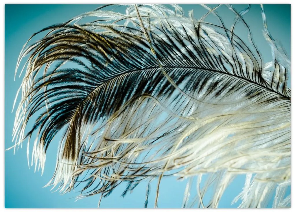 Obraz na szkle - pióro (70x50 cm)