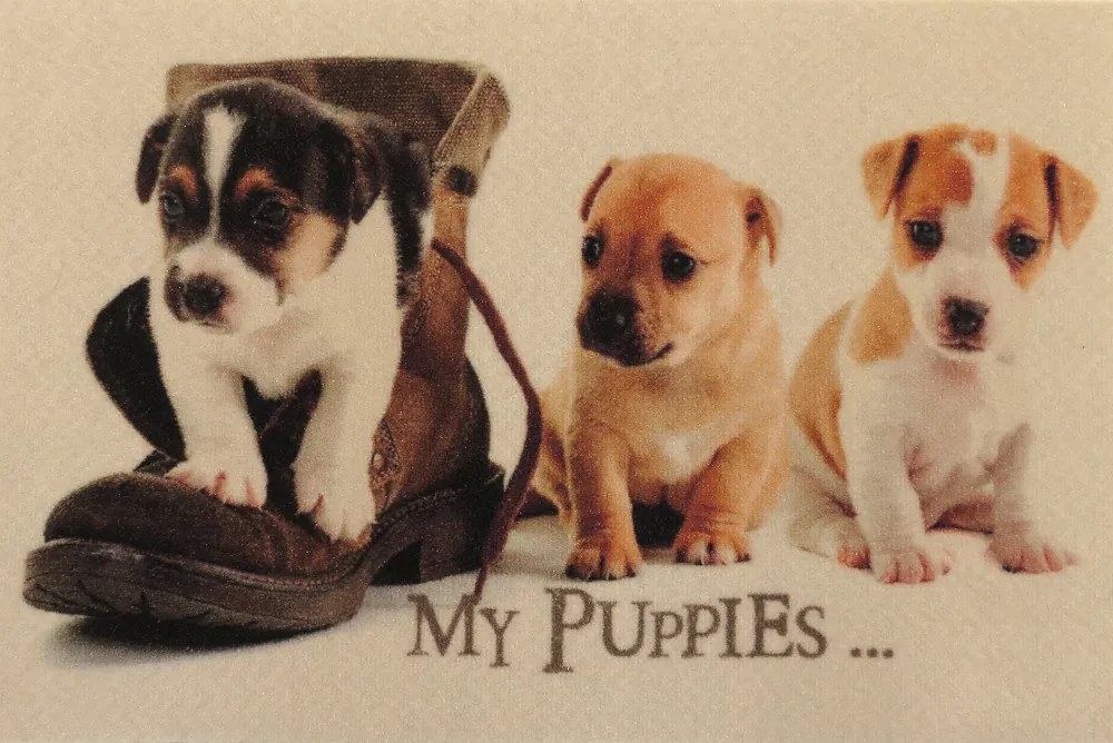 Wycieraczka Deco Star My Puppies 50 cm x 80 cm