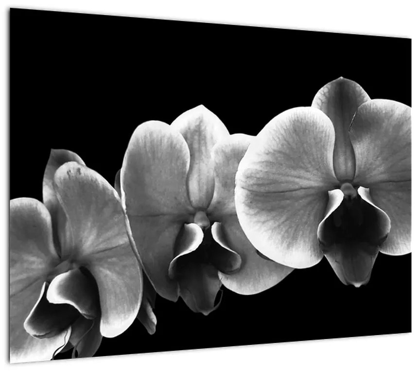 Obraz na szkle kwiatu orchidei (70x50 cm)
