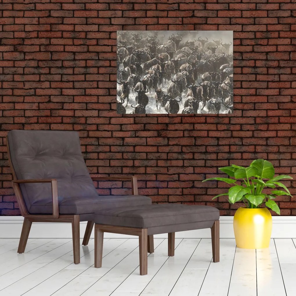 Obraz - Stado antylop gnu (70x50 cm)