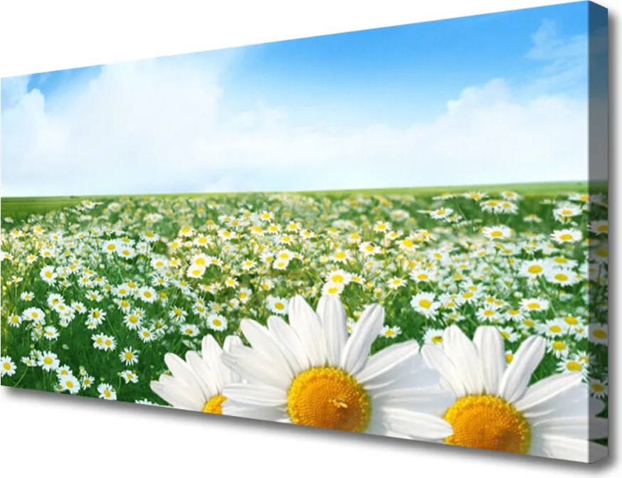 Obraz canvas Dywan Białych Stokrotek
