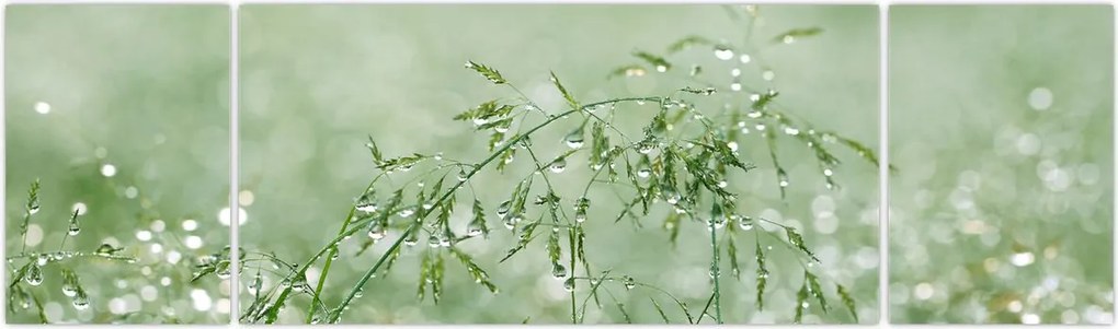 Obraz - Poranna rosa na źdźbłach trawy (170x50 cm)