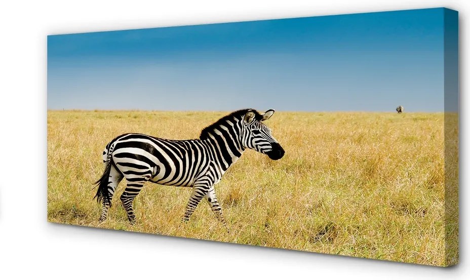 Obraz na płótnie Zebra na Sawannie