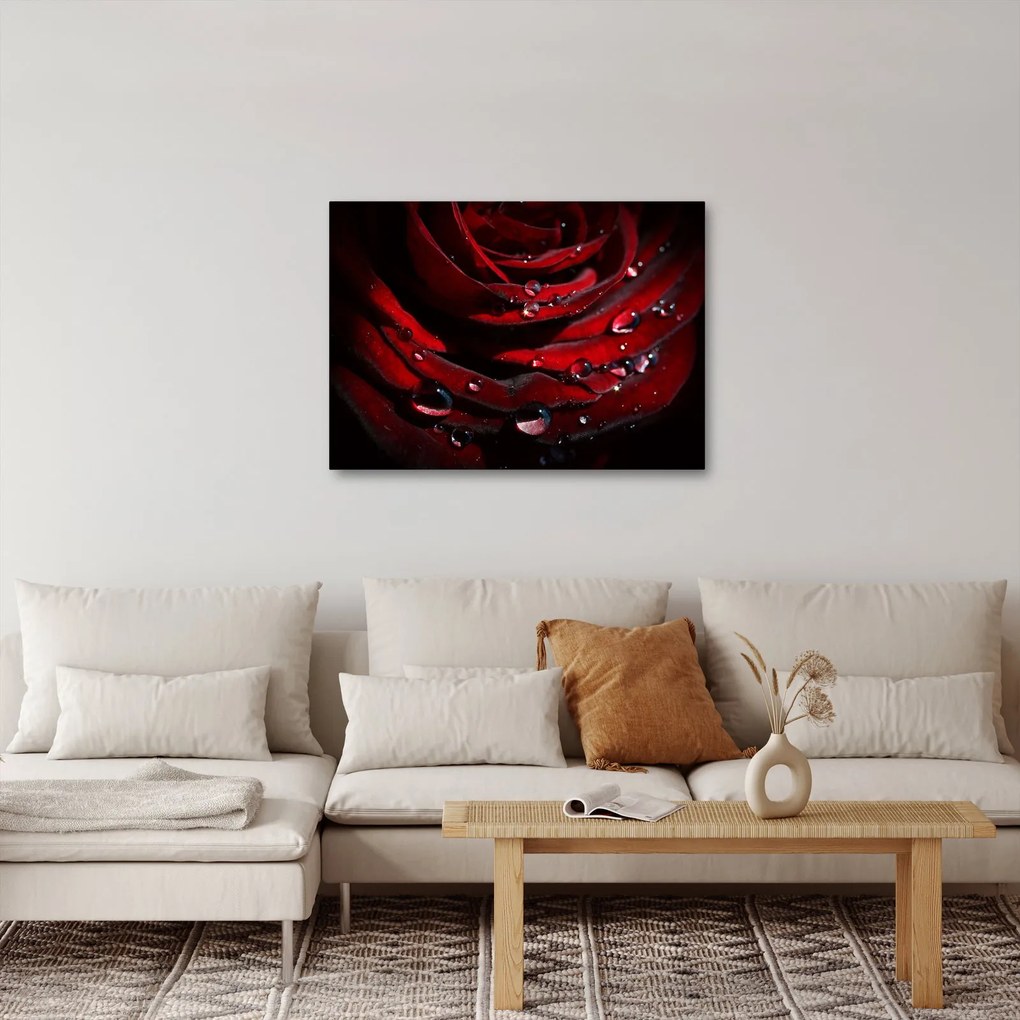 Obraz - Detal róży (70x50 cm)