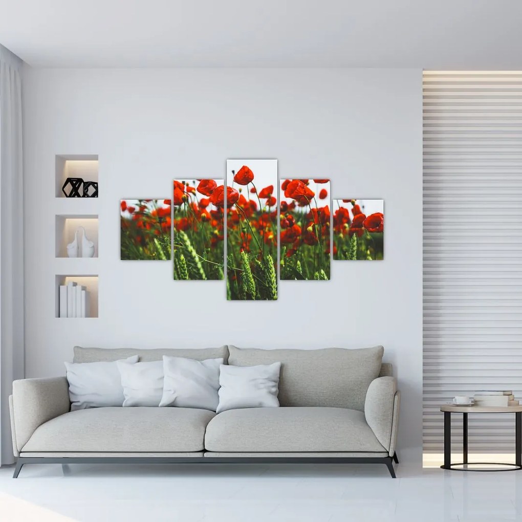 Obraz maków na wietrze (125x70 cm)