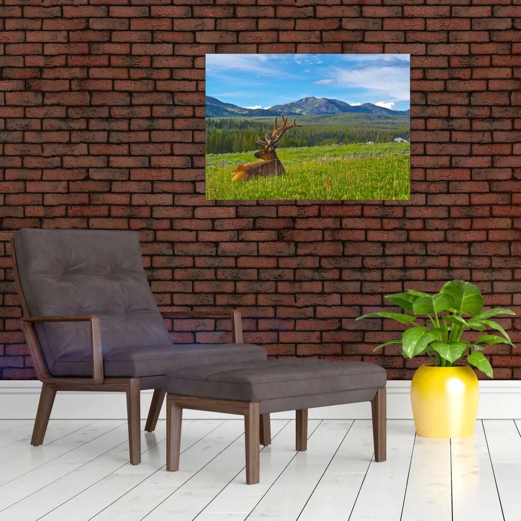 Obraz - Jeleń na łące (70x50 cm)