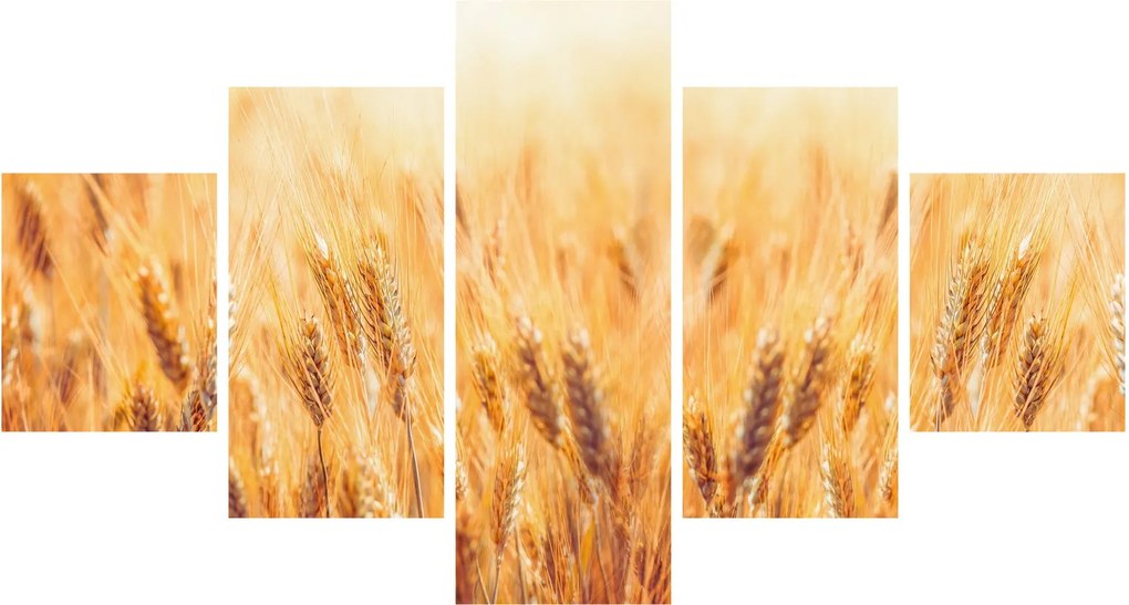 Obraz - pole z ziarnami (125x70 cm)