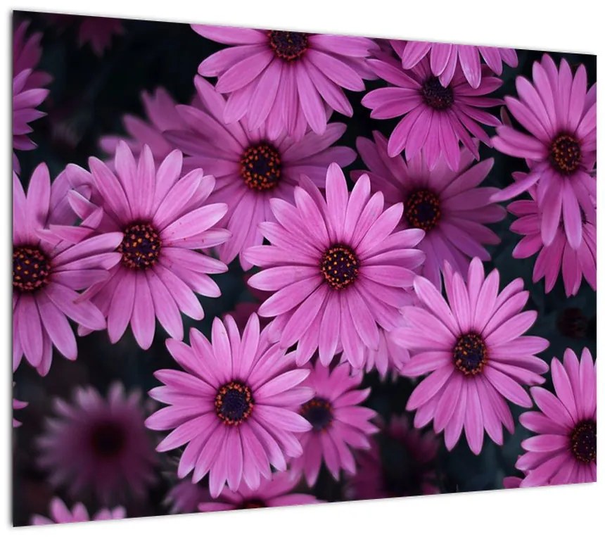 Obraz na szkle - różowe kwiaty (70x50 cm)