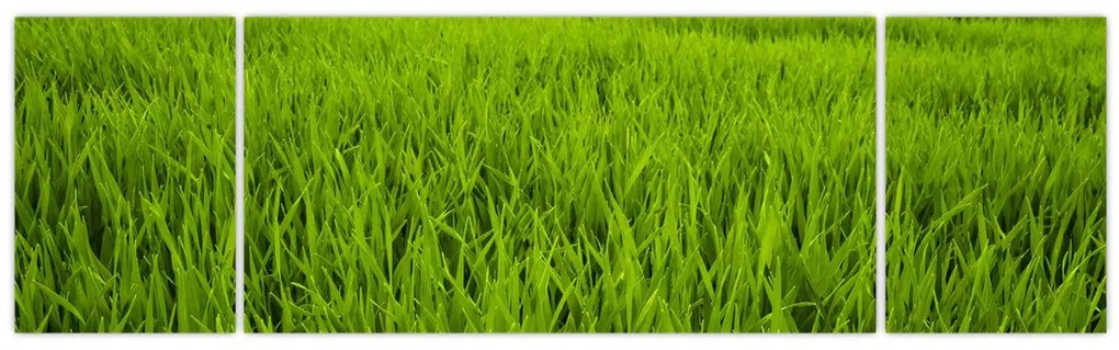 Obraz trawy (170x50 cm)
