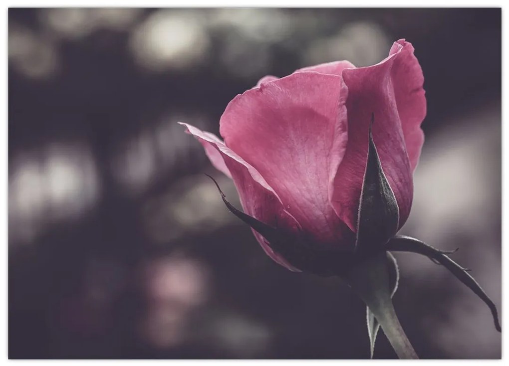 Obraz na szkle - Detal kwiatu róży (70x50 cm)