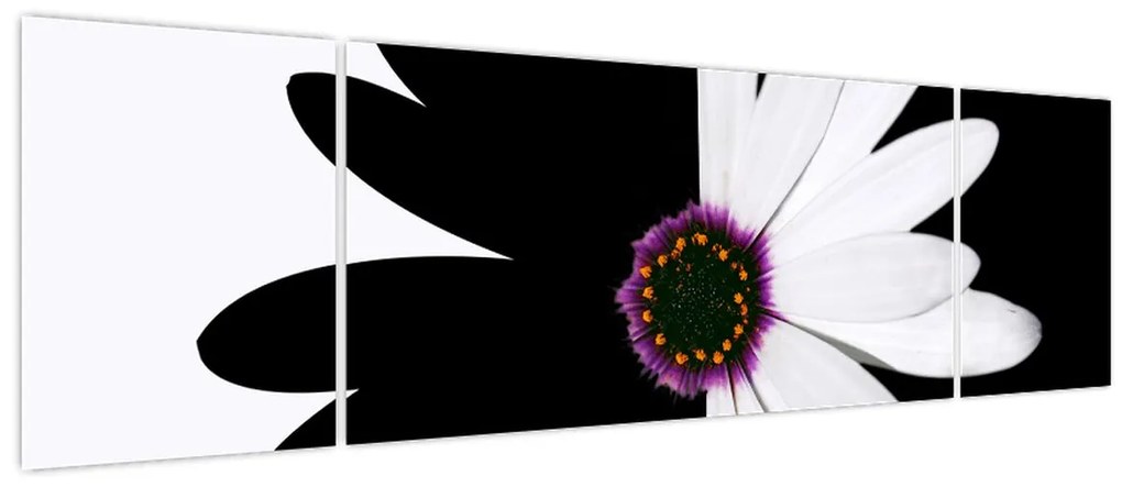 Obraz czarno - białego kwiatu (170x50 cm)