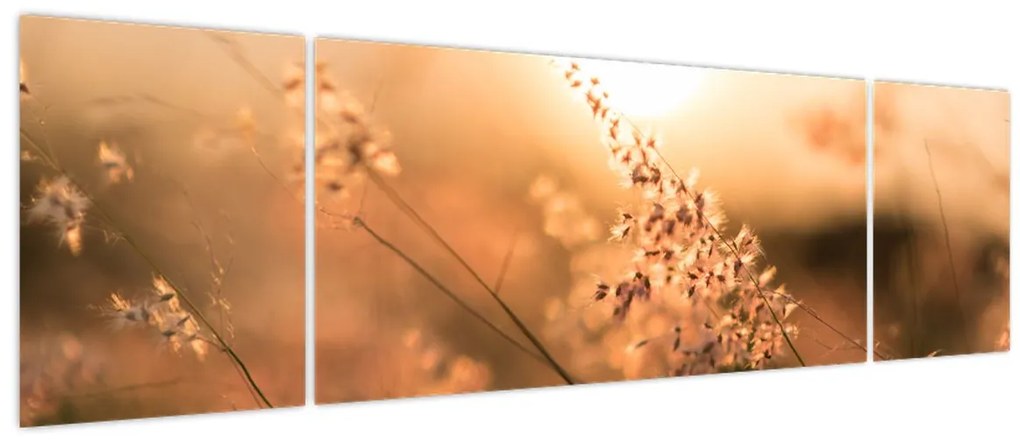 Obraz - Trawa  na słońcu (170x50 cm)