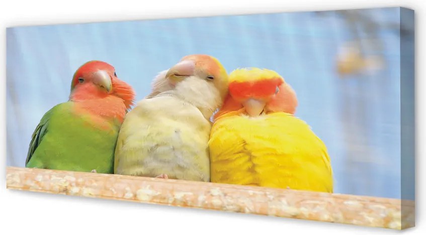 Zdjęcie na płótnie Egzotyczne Kolorowe Papugi