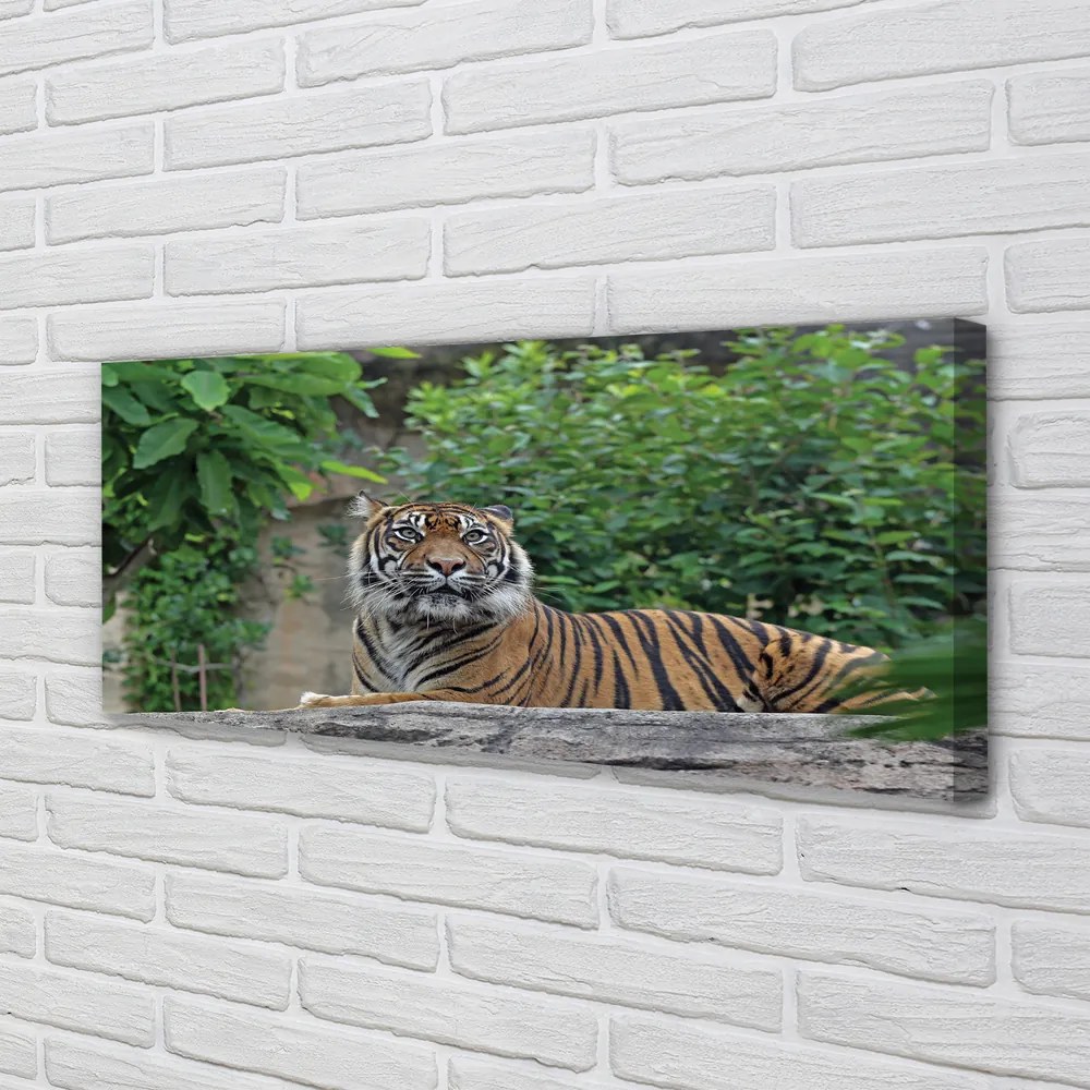 Duży obraz na płótnie Tygrys w Lesie
