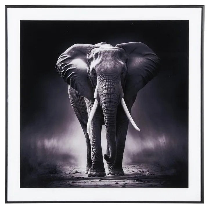 Obraz 50x50 cm Elephant – PT LIVING