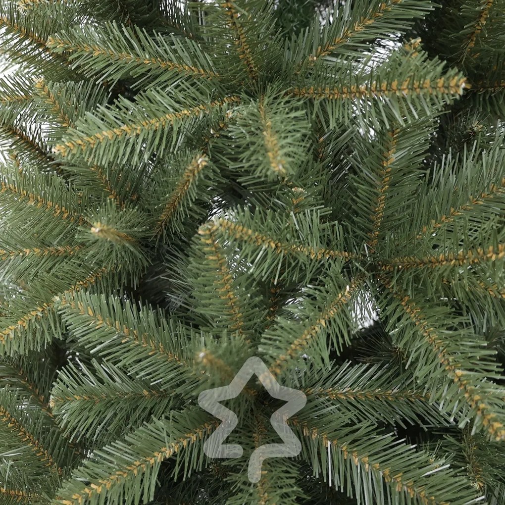 Świerk kaukaski 210 cm
