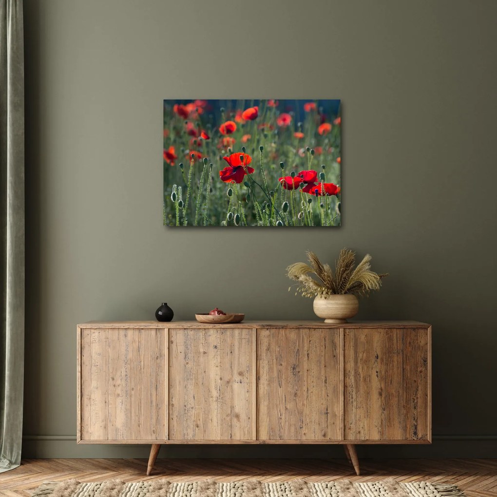 Obraz - Łąka z makami (70x50 cm)