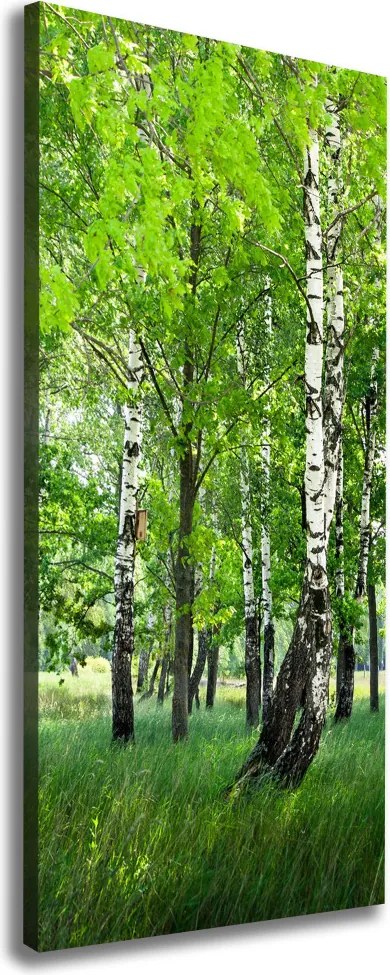 Foto obraz canvas pionowy Las brzozowy