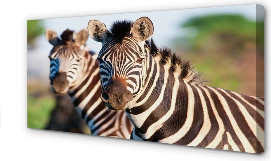 Zdjęcie na płótnie Stado Zebr