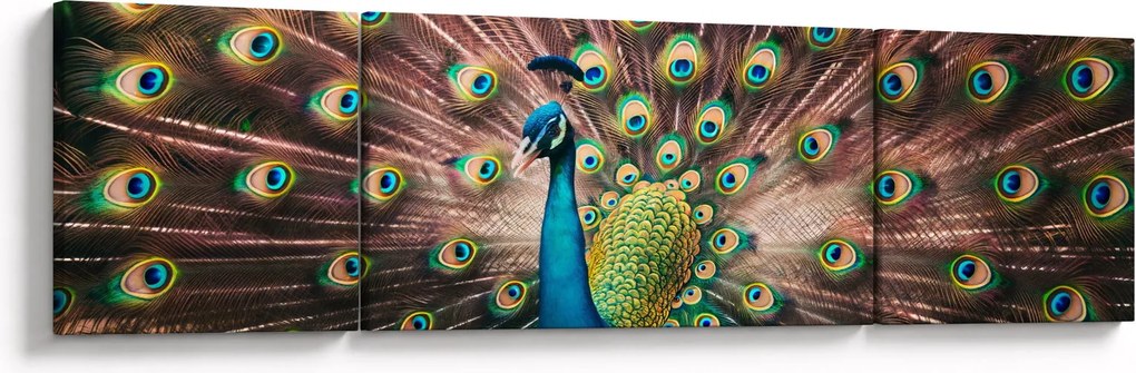 Obraz - Paw (170x50 cm)