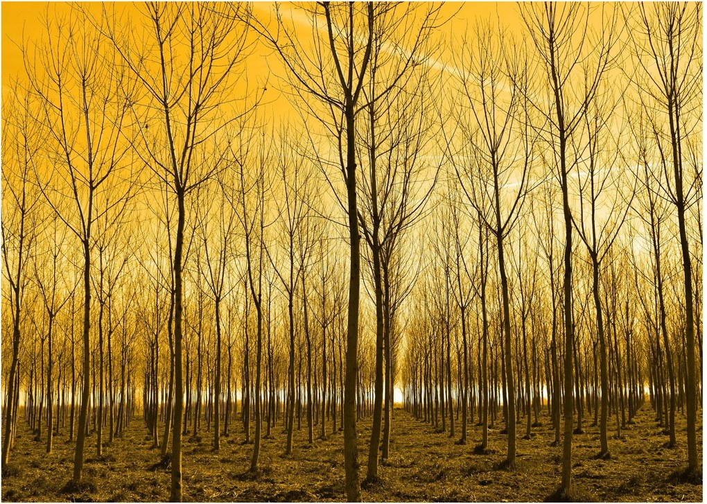 Obraz - Plantacja drzew (70x50 cm)