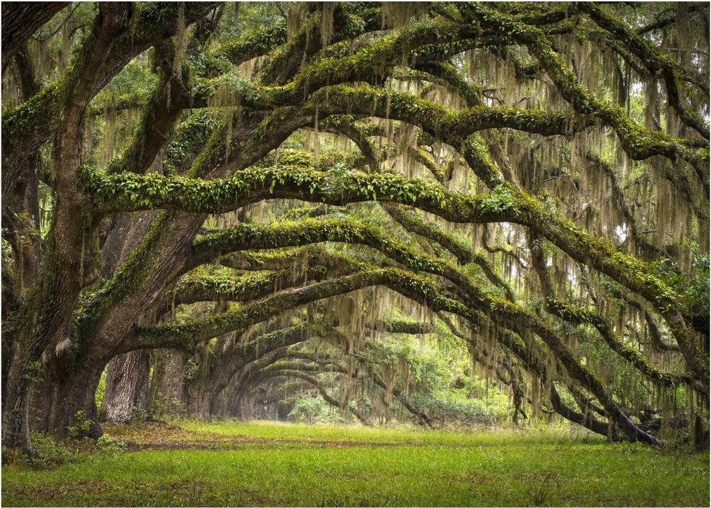 Obraz na szkle - Oaks Avenue, Charleston, Karolina Południowa, USA (70x50 cm)