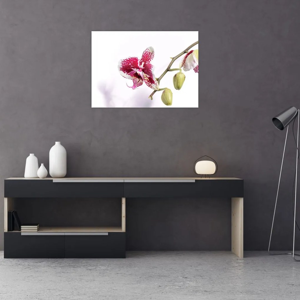Obraz kwiatu orchidei (70x50 cm)