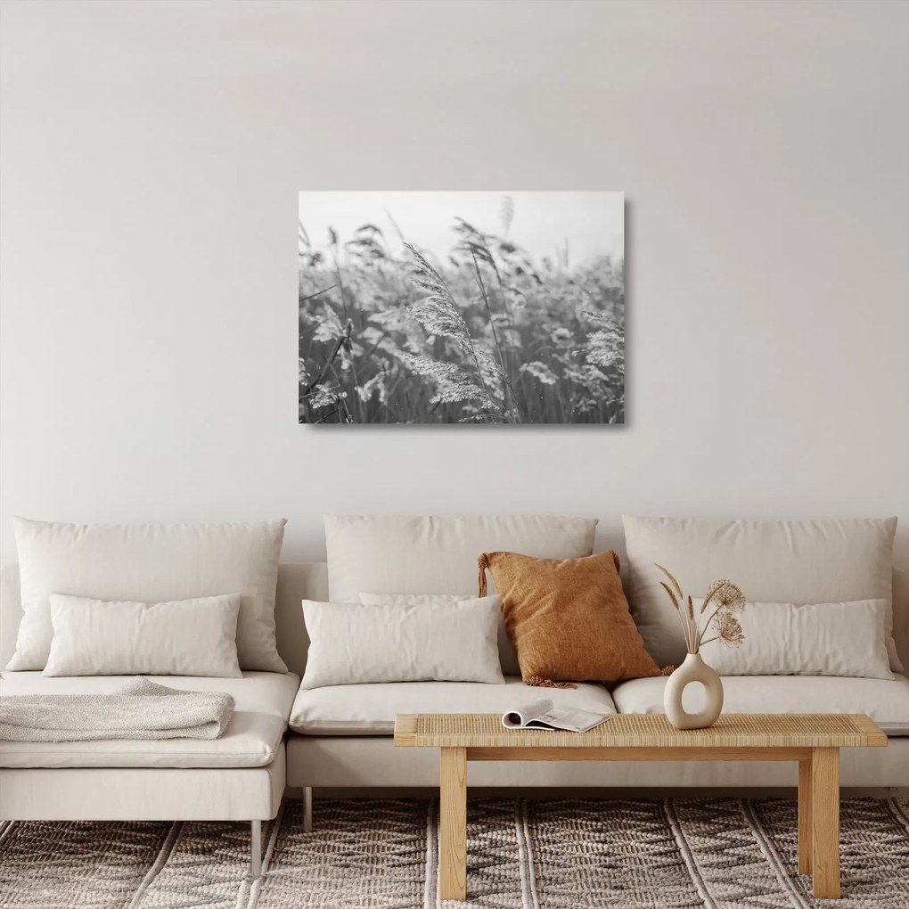 Obraz na szkle - Trawa na wietrze (70x50 cm)