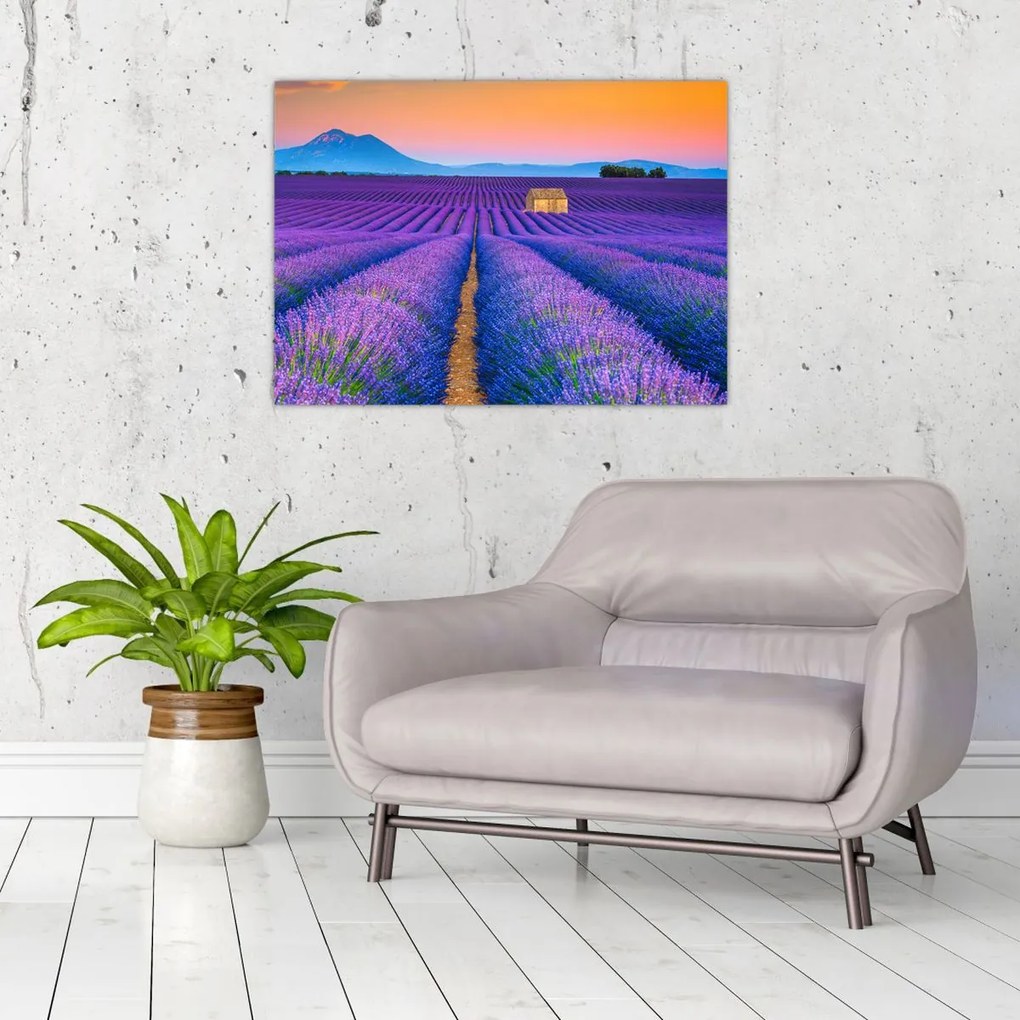 Obraz - Lewndowe pole (70x50 cm)