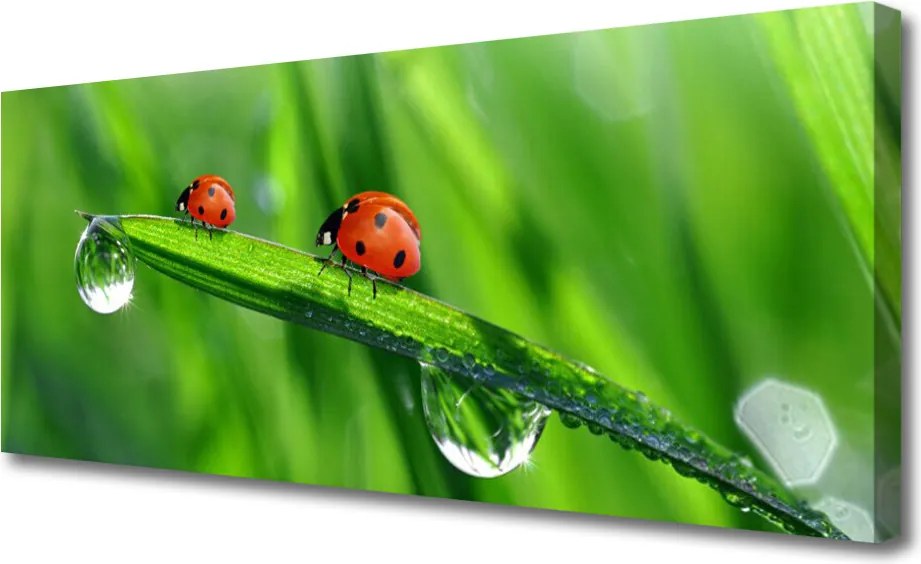 Obraz canvas Biedronka w Porannej Rosie