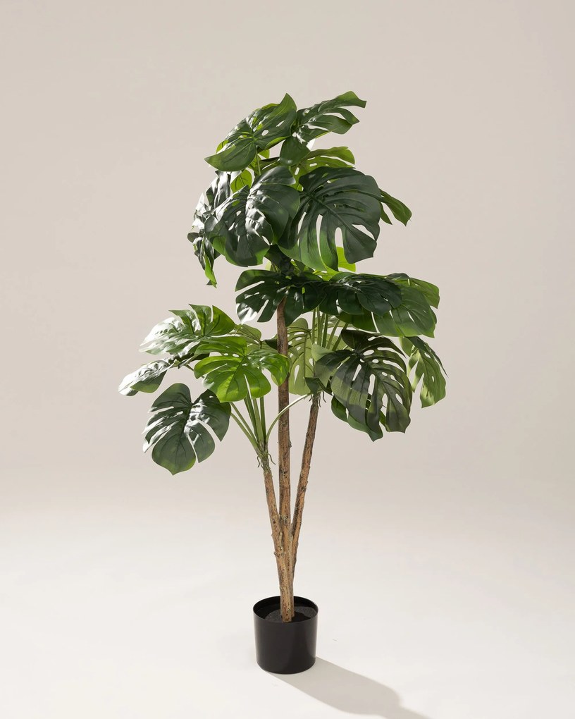 Monstera w doniczce 145 cm