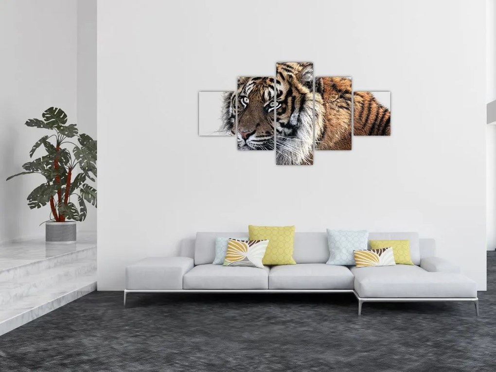 Obraz tygrysa (125x70 cm)