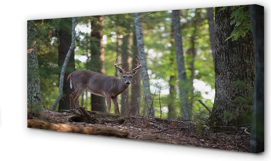 Fotoobraz na płótnie Jeleń w Leśnej Gęstwinie