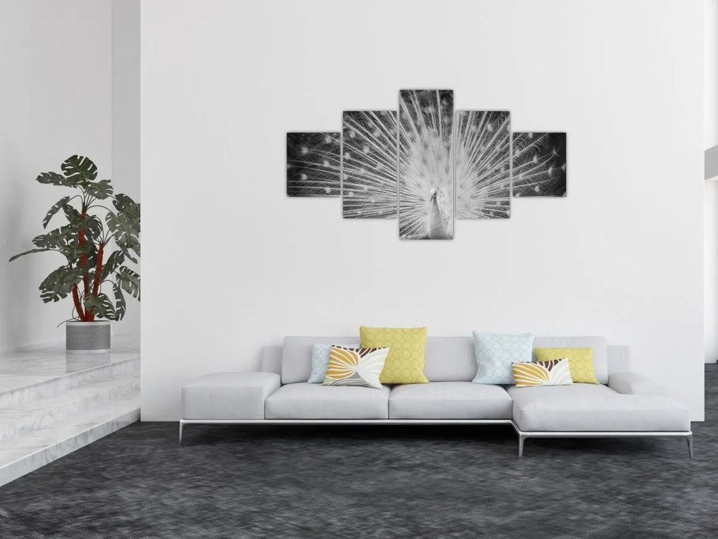 Obraz - Biały paw (125x70 cm)