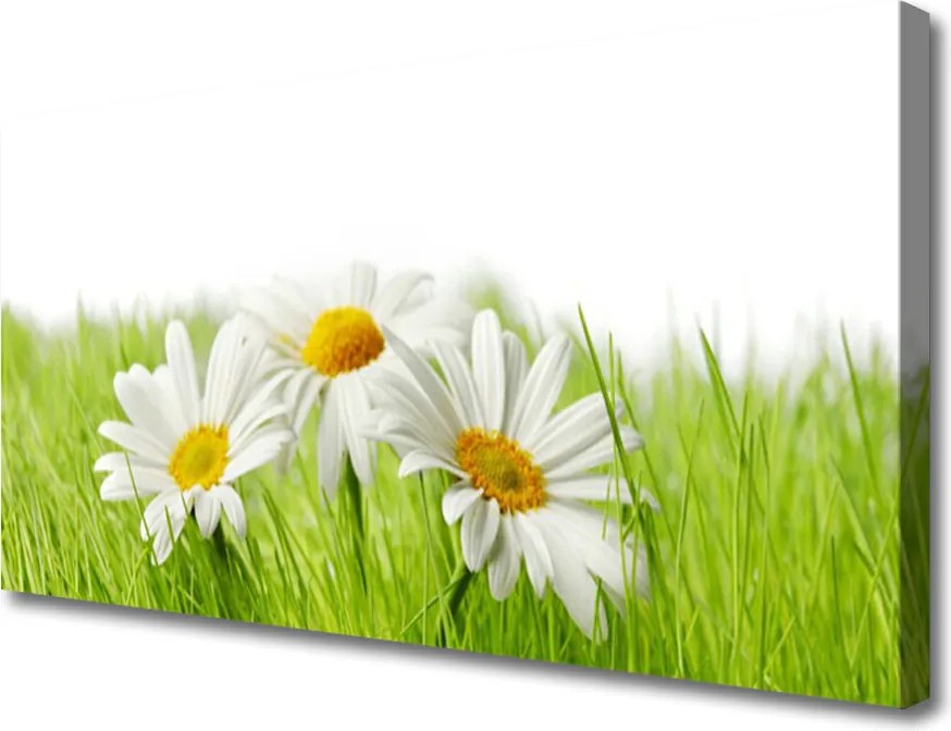Obraz canvas Białe Stokrotki w Zieleni