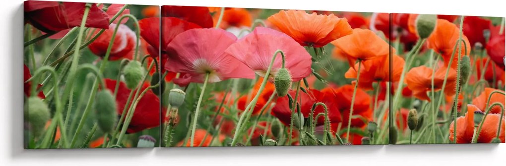 Obraz pola maków (170x50 cm)
