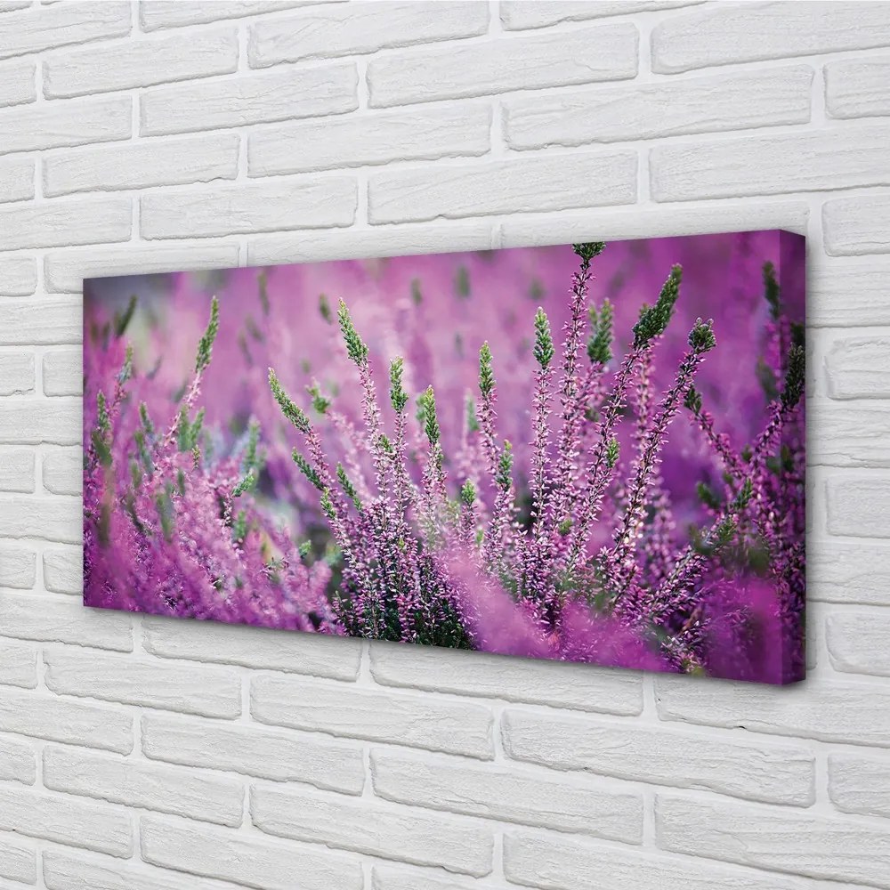 Duży obraz na płótnie Pole Wrzosów