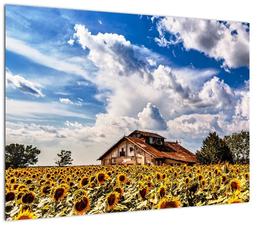 Obraz na szkle - pole słoneczników (70x50 cm)