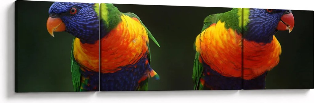 Obraz papug (170x50 cm)