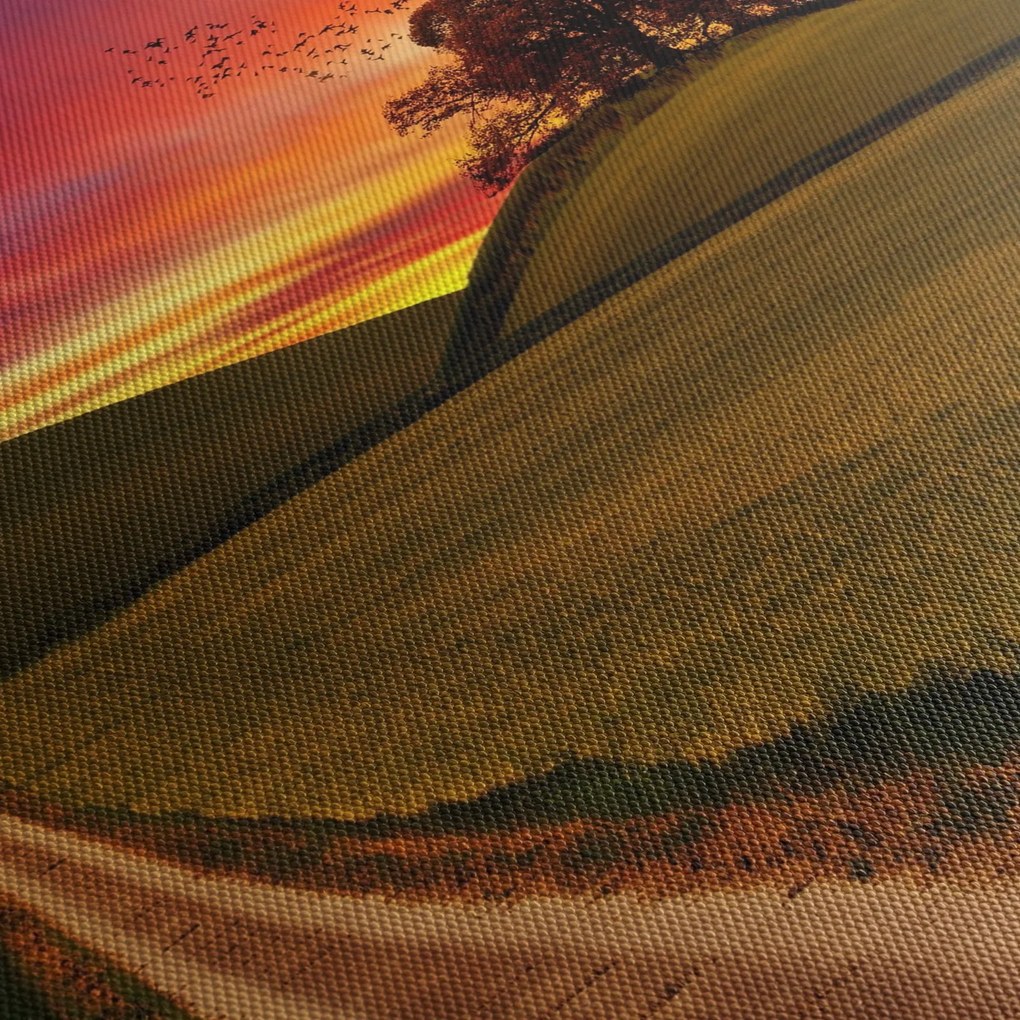 Obraz pola i kolorowego nieba (70x50 cm)