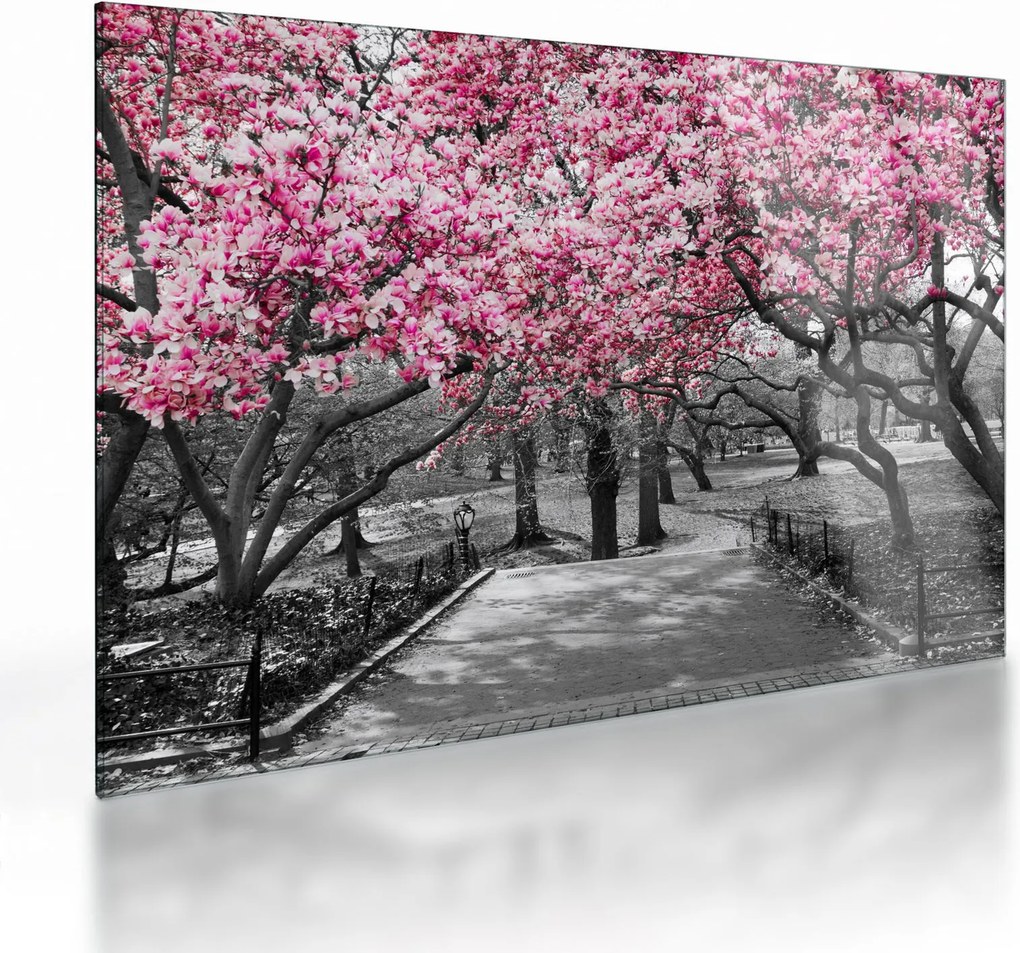 Obraz na szkle drzew magnolii (70x50 cm)