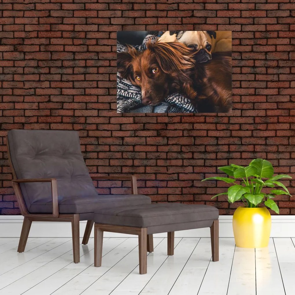 Obraz na szkle - leżące psy (70x50 cm)